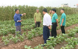 UBND cấp xã được cấp phép xây dựng trên đất nông nghiệp