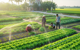 Hà Nội phát triển mô hình nông nghiệp xanh