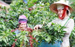 Xuất khẩu nông, lâm, thủy sản vượt 23 tỷ USD