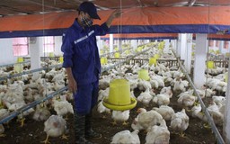 Phòng ngừa dịch bệnh trên đàn gia súc gia cầm