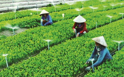 Kinh tế hợp tác xã: Cần chú trọng hơn tính liên kết