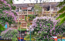 Hà Nội mùa bằng lăng tím