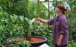Các loài thực vật có hoa đứng trước nguy cơ tuyệt chủng