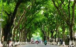 Sấu Hà Nội