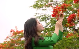 Hoa phượng vĩ gọi hè về