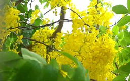 Hoa muồng hoàng yến nở rộ bên đường ven hồ Tây