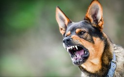Hà Nội ghi nhận thêm ổ dịch dại trên chó