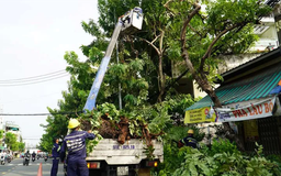 Hà Nội cắt tỉa hơn 35.000 cây xanh trước mùa mưa bão