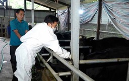 Hà Nội tập trung phòng dịch trên đàn gia súc, gia cầm