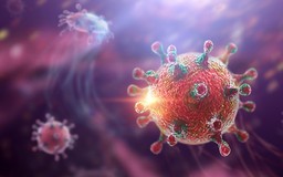 Những điều cần biết về virus Hanta