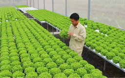 Hà Nội khuyến khích tập trung đất đai phát triển sản xuất quy mô lớn