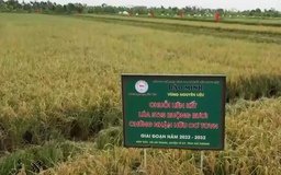 HTX nông nghiệp góp phần thay đổi diện mạo nông thôn | Nông nghiệp nông thôn | 09/04/2026