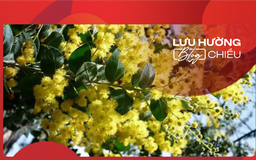 Mimosa từ đâu em đến