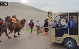 Đèn giao thông lạc đà ở sa mạc Gobi, Trung Quốc