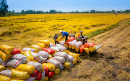 Giá gạo xuất khẩu tăng trở lại sau thời gian dài lao dốc
