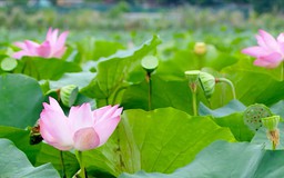Dịu dàng sắc sen Bách Diệp ở hồ Tây