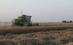Iraq hướng tới năm thứ tư liên tiếp tự chủ lúa mì