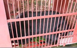 Cứu hộ thành công 3 cá thể gấu ngựa nuôi nhốt lâu năm