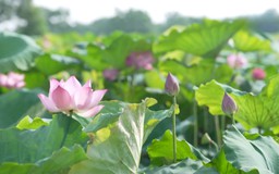 Mùa sen tháng 6 ở ngoại thành Hà Nội