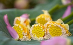 Chắt chiu hương sen mùa hạ