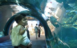 Khám phá thế giới đại dương giữa lòng Hà Nội