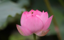 Mùa Sen ở Hà Nội | Người Hà Nội |21/06/2026