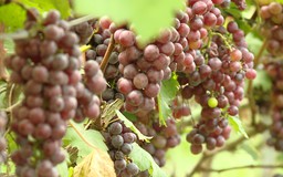 Đánh thức tiềm năng bãi bồi ven sông bằng nông nghiệp xanh