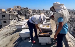 Gaza: Nỗ lực khôi phục ngành nuôi ong từ đống đổ nát