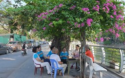 Tuyến đường hoa quanh hồ Thượng – Điểm nhấn xanh từ sức dân