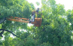 Cắt sửa hơn 70 nghìn cây xanh trước mùa mưa bão