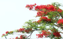 Muôn hoa khoe sắc đường ven hồ Tây