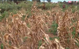 El Nino đe dọa nghiêm trọng an ninh lương thực tại châu Á