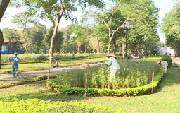 Những người thầm lặng giữ màu xanh cho thành phố