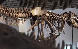 Bộ xương khủng long T-rex lập kỷ lục đấu giá