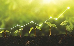 Carbon lên sàn: Khi phát thải trở thành tài sản
