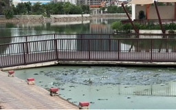 Ô nhiễm mặt hồ công viên Ngọc Thụy