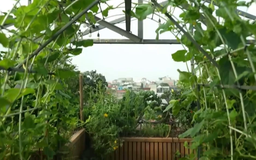Vẻ đẹp bình yên vườn sân thượng