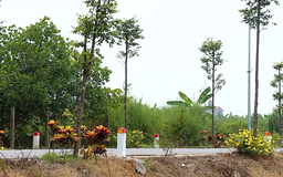 Tuyến đường 'Ba nhất' rực rỡ sắc hoa