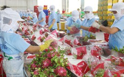 Chỉ dẫn địa lý mở rộng cánh cửa xuất khẩu cho nông sản Việt Nam