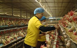 Liên kết vùng - Mở không gian cho nông nghiệp xanh | Phóng sự | 25/07/2026