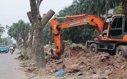 Di dời hàng cây xà cừ phục vụ mở rộng đường 70