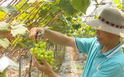Nông nghiệp bền vững | Thủ đô và thế giới | 26/07/2026