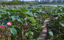 Trà sen, gìn giữ di sản hương sen Hồ Tây