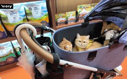 'Nền kinh tế mèo' lên ngôi tại Nhật Bản
