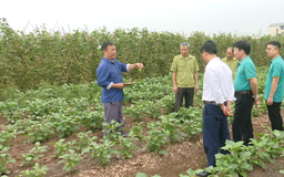 Quy định mới về xử phạt vi phạm hành chính trong lĩnh vực đất đai