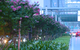 Sắc hồng tường vi trên phố Trần Duy Hưng