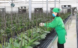 Tư duy xanh và không gian phát triển mới của nông nghiệp Thủ đô