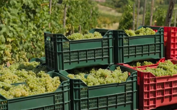 Nông dân Italy thức trắng đêm 'giải cứu' mùa nho