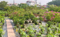 Đa lợi ích từ phát triển sinh vật cảnh | Nông nghiệp nông thôn | 31/07/2026