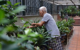 Đón ngày mới với thú vui cây cảnh